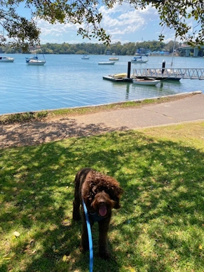 Dog walking near the bay