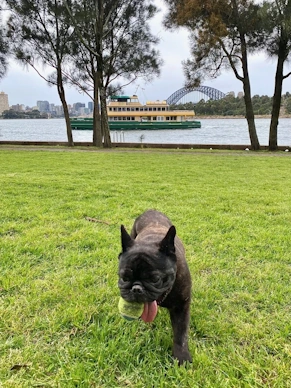 french bulldog play in park