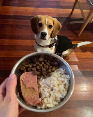 beagle dinner time